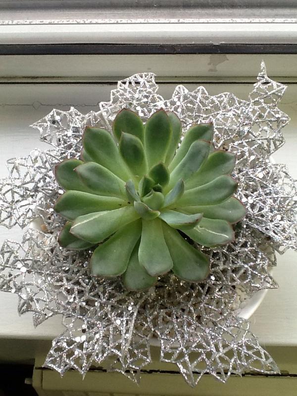 A beautiful winter succulent for the office from the lovely ladies of @bouquetstyle! #Toronto #Feelingthelove #xoTO