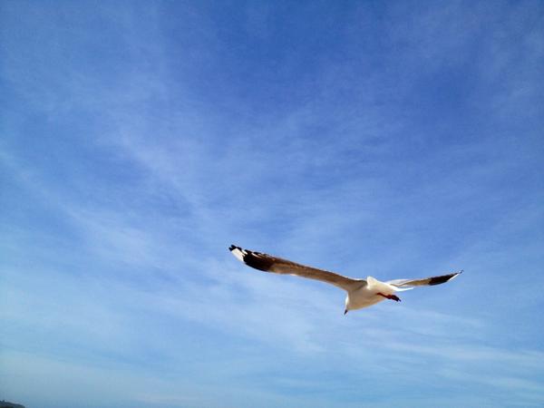aMrazing's tweet photo. Burung entah apa di Bondi Beach, Sydney. I love, love, love the sky. ^^ http://t.co/AS8fpPzp