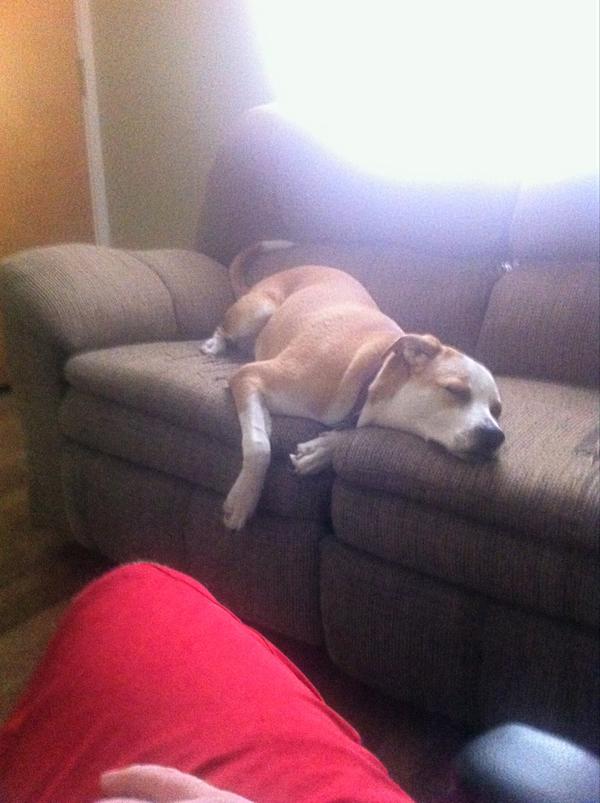 followSetonLaer's tweet image. One of the main reasons we brought a couch into the office #FlashMania