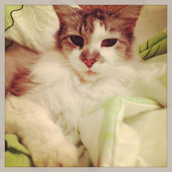 mycutecats's tweet photo. My babydoll is ready to sleep http://t.co/arGYSKXB
