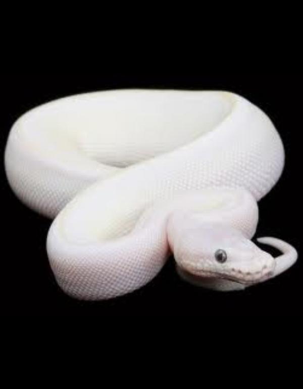 bbyshii's tweet image. So gorgeous. This will be the next snake I get. #albinoballpython