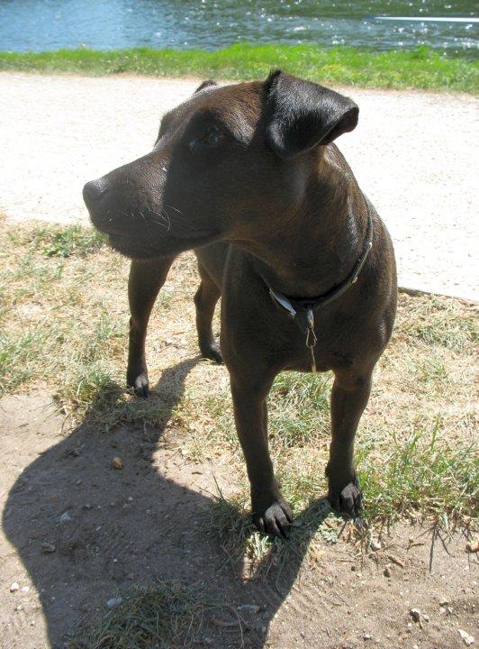 <a href="/explorer_mag/">Explorer Magazine</a> Lost - Little black terrier dog 'Pattie' on Midsummer Common, Cambridge on Thurs afternoon. Plse RT