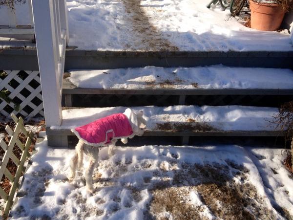 crazysheeplady's tweet image. "Yes, I believe this is the correct response." #goingbackinside