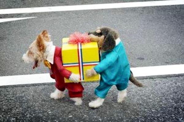 Hilarious Dog Costume Dog Costume Pet Costumes Best Dog Costumes