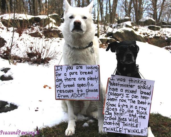 CompleteK9Inc's tweet image. Giddy and Twinkle's Tip of the Day #162 buff.ly/UdF1rT #wisedogs