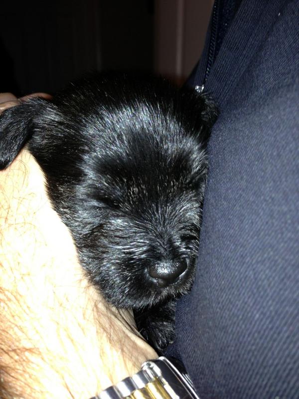 JacquiMurray's tweet photo. Meet the new addition to the family ..... Bolli . http://t.co/aucwFDpG