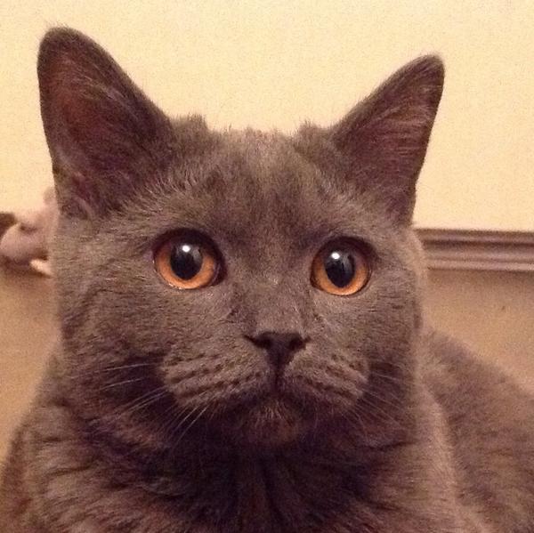🐱