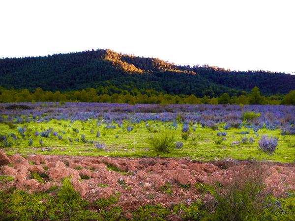 cdetoledo's tweet photo. En la sierra de Bullas (sin instagram) http://t.co/SWYYvb6Z