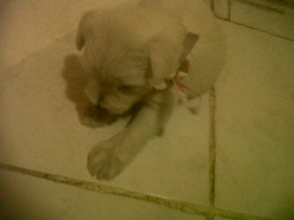melissamonlarc's tweet photo. Nessie♥ http://t.co/yywWPg3r