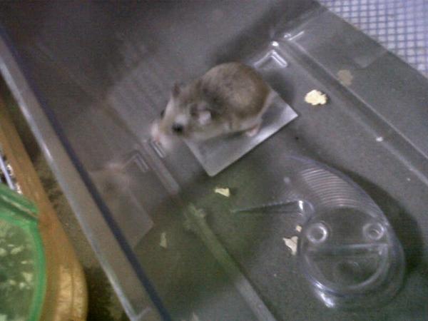 iriaajimenez's tweet photo. El hamster de @naatgomez20 es particular... 🎶 http://t.co/ZXonFbNx