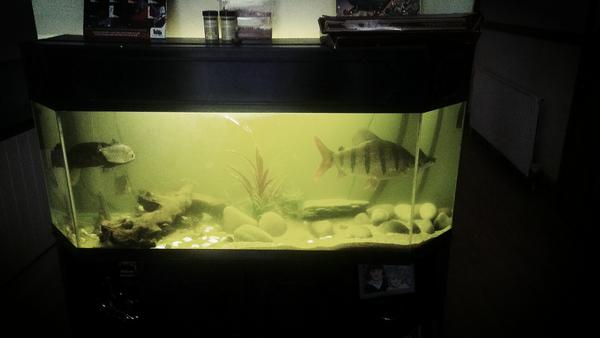 klp666's tweet image. So steaming drunk last night I didn&apos;t even notice this till thismorning! #hammerdrunk #loosingtheplot