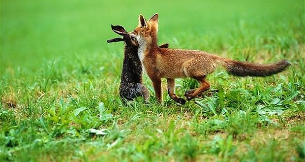 Какие отношения складываются между лисой и зайцем. Лиса и заяц. Лисы и зайцы. Лисенок и Зайчонок. Лиса и кролик.