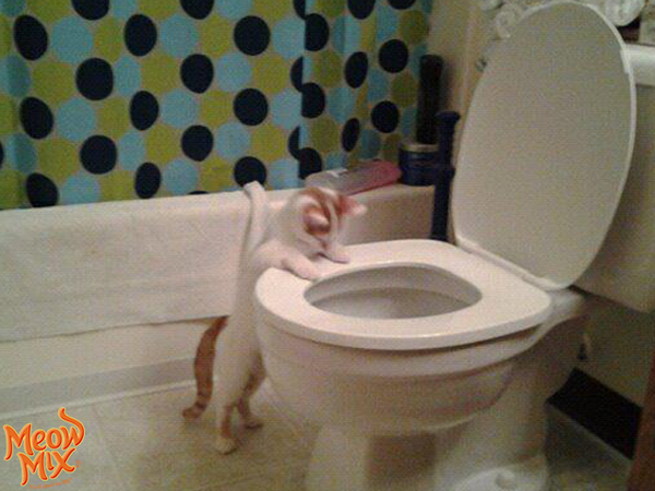 meowmix's tweet image. This litter box isn't even box-shaped! #CatWorldProblems