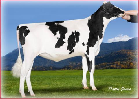 Misty Springs M O M Sherice GLPI 3018, dam is Shottle Satin! Currently being flushed. Owned by Cedarwal/T&amp;L/Crasdale.