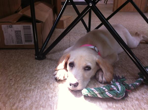 ryanmac516's tweet image. Come visit me at the hiring trailer and you get play with the cute puppy