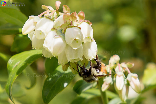 JSowderPhoto's tweet image. Just uploaded 7 new photos to my PicasaWeb "BEES!" album: picasaweb.google.com/10860564437045… GO CHECK THEM OUT :-)