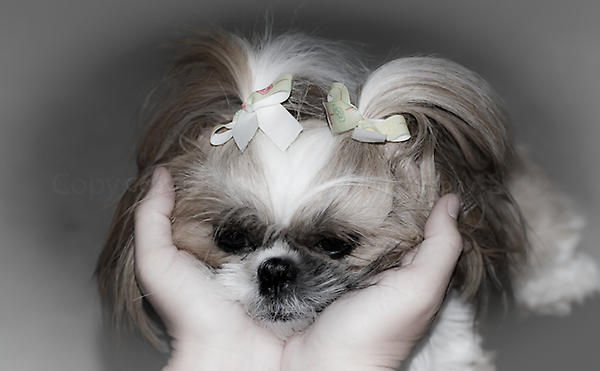 JSowderPhoto's tweet image. Just uploaded 65 new photos to my PicasaWeb "Animals" album: picasaweb.google.com/10860564437045… GO CHECK THEM OUT :-)