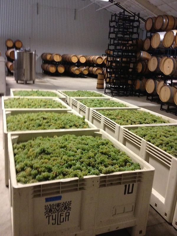 Sb grapes looking very strong this year. Harvest has already begin for <a href="/erailsba/">Eric Railsback</a> and <a href="/tylerwinery/">Tyler Winery</a>