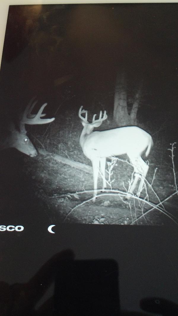 WillisDwillis83's tweet photo. @kyfishwildlife ky bucks are getting bigger every year they love the mineral blocks http://t.co/7IqHima0