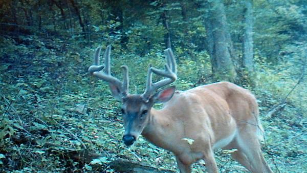 WillisDwillis83's tweet photo. @kyfishwildlife how old do you think this deer is? http://t.co/Mb7ikXYh