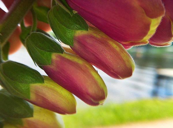 SmartPhocus's tweet photo. The #Macro #lens on the Phocus lets you take amazing close op #pics with your #iPhone http://t.co/vnFmTWeu http://t.co/axenBzZ4