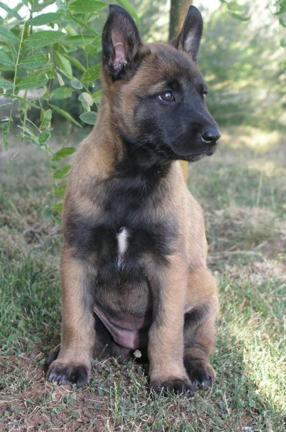 Pastor Belga Malinois / Belgian Shepherd Dog