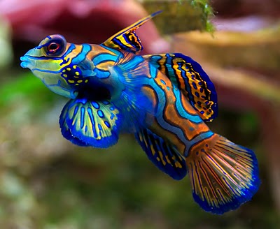 Jogja24Jam's tweet image. Konon katanya Ikan berikut ini adalah salah satu ikan yg paling cantik Sedunia...  #MandarinFish