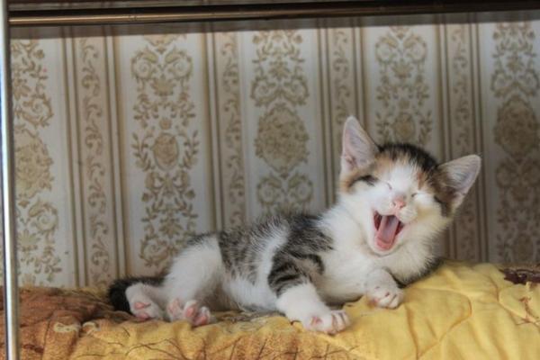 pers_help's tweet image. "Перс-Экзот Команда" ищет заботливые руки для котят!