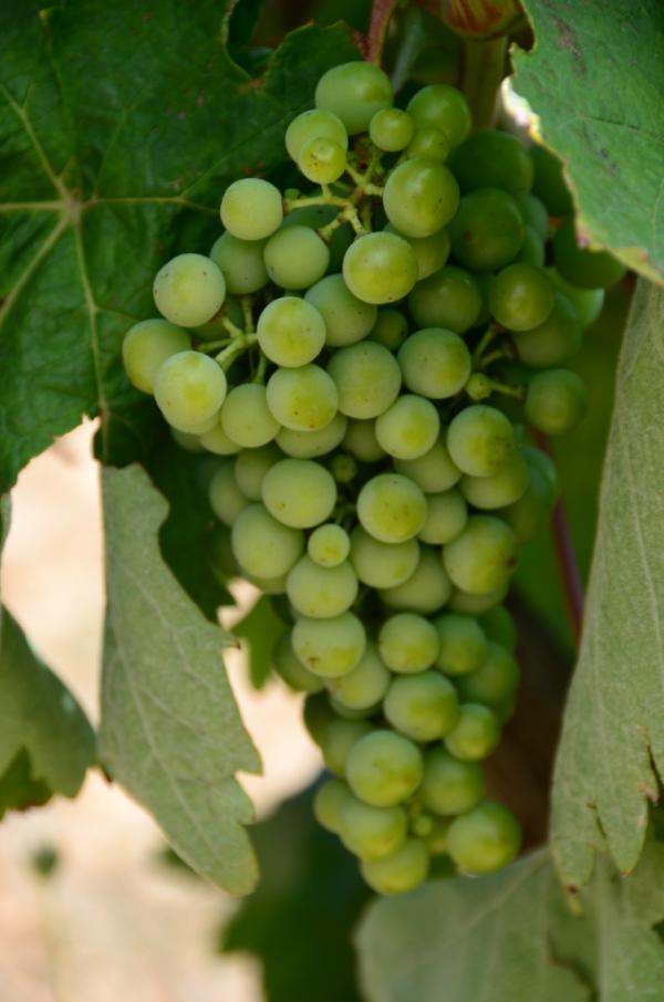 Y en bicicleta 30 min. !!! Parcela 10 Marc (tempranillo) año 2004 - 1 Ha 22a - 4376 parras