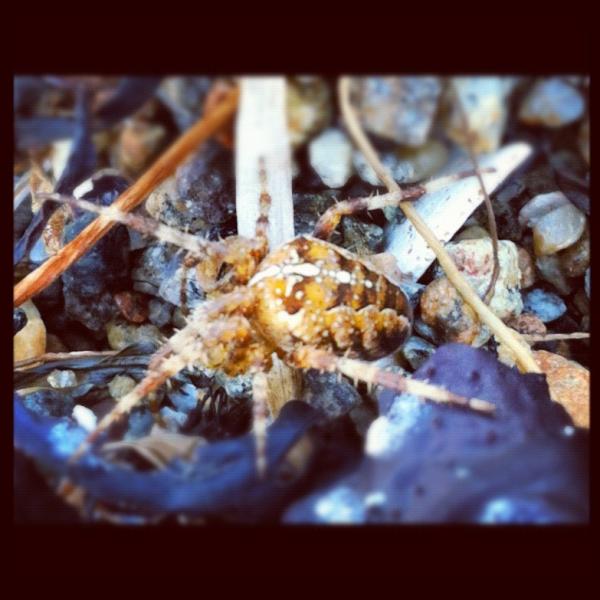 Spetz73's tweet image. Gillar inte inkräktare på stranden......