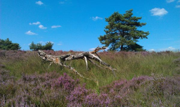 aghoekstra's tweet photo. Op de heide... http://t.co/2P1WlPMU