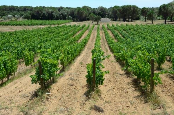 Recòrrer la nostra finca és 1 hora d passeig. Parcel·la 13 Adèle (cabernet-sauvignon) any 2003 - 1 Ha 76a - 6936 vinyes