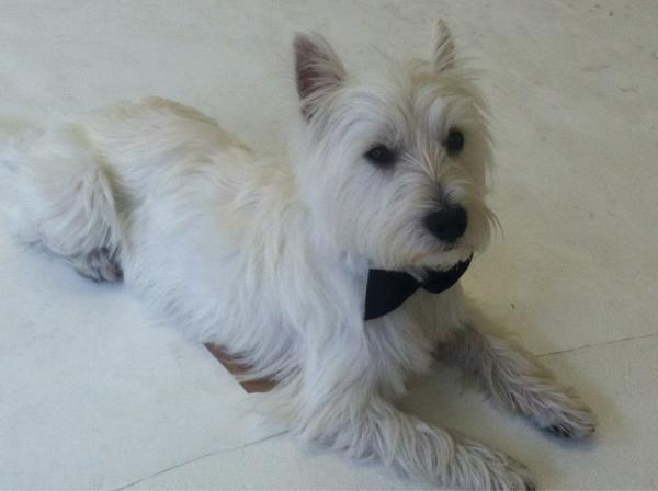StaceCunningham's tweet photo. @ManiacMagazine Cutest puppy on set today! http://t.co/GWTOm2Xn