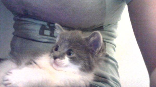 shelb_992's tweet image. Cute kitty just chillin in my lap. And I sware that ain't a fat roll its where my shirt folded up. #isware #lolol