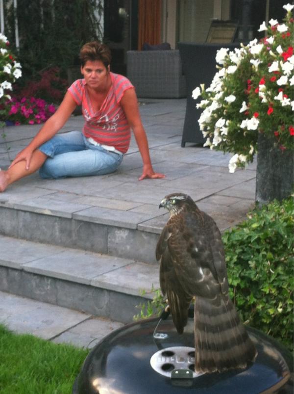 ErikSpijkerman's tweet photo. We hadden zojuist bijzonder bezoek in de tuin. Een jonge buizerd boven op onze BBQ! http://t.co/VocCwRCv