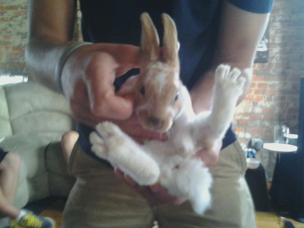 Brohammmer's tweet image. Bitches love the #frabbit