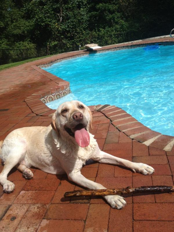 TaraFollari's tweet photo. @dinamanzo @FrannieLaurita my "son" Toby loves the pool! http://t.co/KjgA5Qw3
