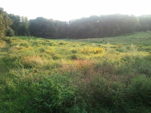 snarkdonttweet's tweet photo. View from the end of the driveway.. Its nice being around trees for once http://t.co/ikgJHRDh