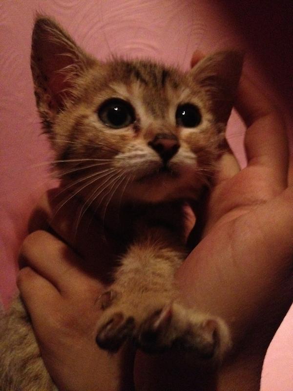 MahiraFareed's tweet image. Guys I need help naming this Beauty ! #KittyNames  #Help