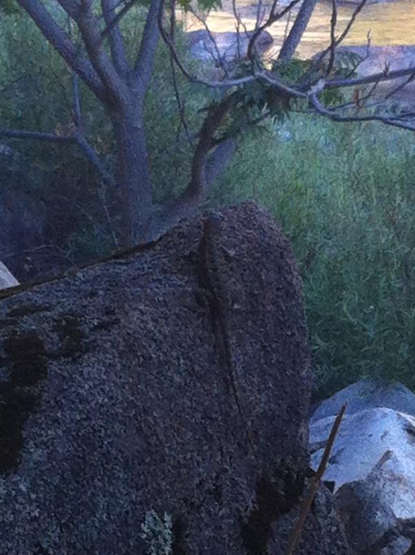 idlemick's tweet photo. Now a  lizard, what a safari where having in yosemite, water fall to come http://t.co/B02inFf2