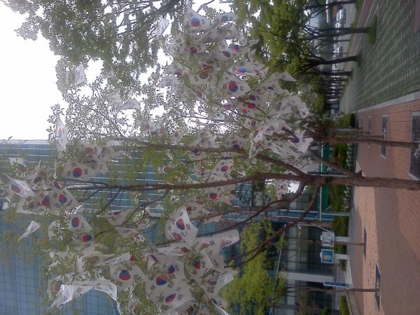 헉~~~나무에 태극기가 ...