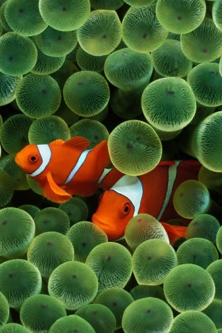 iOSDevArindam's tweet image. 