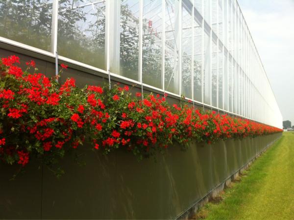 looyekwekers's tweet image. Mooi gezicht hang geraniums langs de buitengevel. #looijeburgerveen