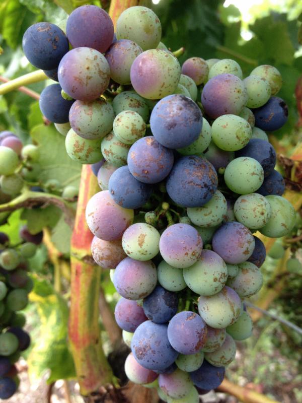 Veraison just started on Cabernet Sauvignon plots located on the Pessilla ( Liber Pater )