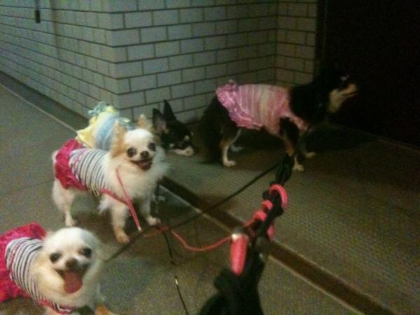 kerowave's tweet photo. オッサンのチワ4散歩*･゜ﾟ･*:.｡..｡.:*･'(*ﾟ▽ﾟ*)'･*:.｡. .｡.:*･゜ﾟ･* http://t.co/hQgdyGS7