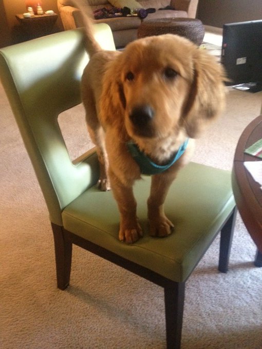 Look who learned how to play musical chairs follow my badass puppy @Winston_Cumz http://t.co/gW6ZuRZ