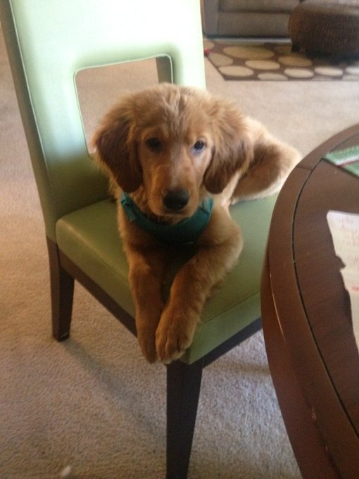 Some one thinks he is a person now @Winston_Cumz  been jumping in the chair all morning just to sit there<a class="tags" target="_blank" title="On Twitter" href="/?out=eyJ0eXAiOiJKV1QiLCJhbGciOiJIUzUxMiJ9.eyJpYXQiOjE3MjE3MzcxOTksImlzcyI6InR3cG9ybnN0YXJzLmNvbSIsIm5iZiI6MTcyMTczNzE5OSwiZXhwIjoxNzUzMjczMTk5LCJyZWRpcmVjdF91cmwiOiJodHRwczovL3R3aXR0ZXIuY29tL1dpbnN0b25fQ3VteiJ9.tA5Ys8wcUPT7ovySzUEBIEkbFwqBm3z_ky0hMtICmRq3LTJnE8FJGVZkiBPOv1w9rPqTB4MEqcQgIYLzHMRi0w">@Winston_Cumz</a>