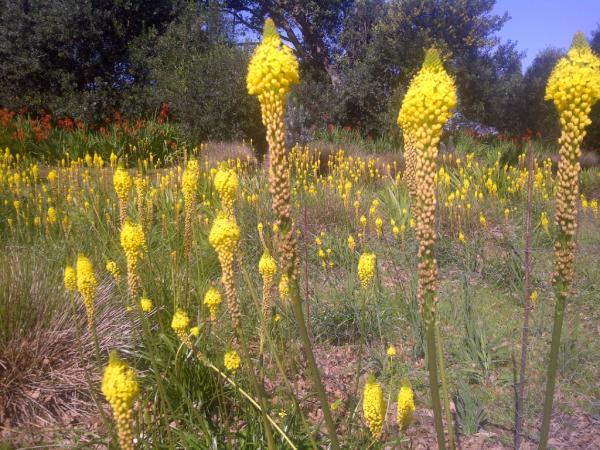 Fire on @spierwinefarm today!!!!! Seen at the Protea Walk.