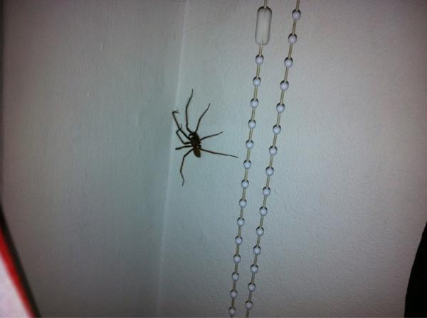 LeeFreemanMusic's tweet image. I - yes, ME - just got rid of this from my room #mainpoints