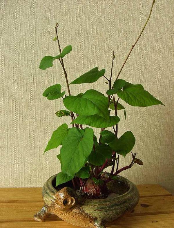 指笛 Twitter પર さつまいもの生命力に脱帽 ス パで買ったさつまいも から芽が出てきたので 切り取って水盤に移した 数日で根が出て 蔓がグングン伸び始めた 葉も繁り目を楽しませてくれている 驚くべきさつまいもの生命力 これから意識して根菜類を食そう